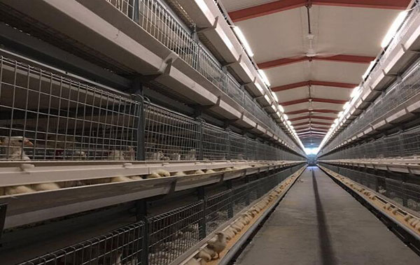 H type broiler battery cage