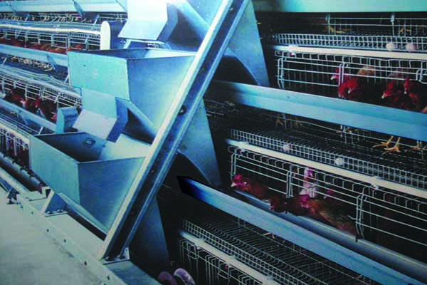 chicken feeding system