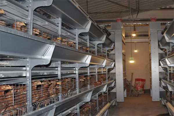 h type brood battery cage