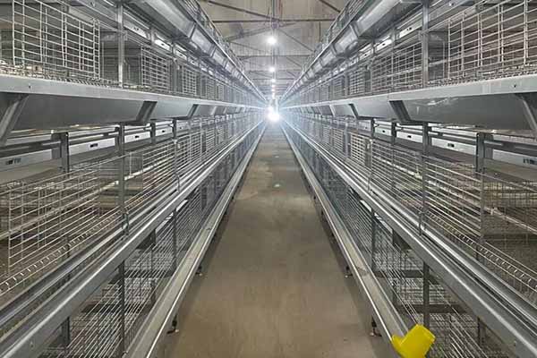 H type layer battery cage system