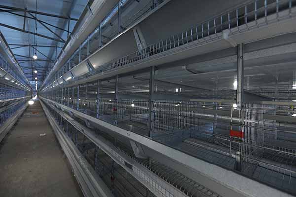 H type layer battery cage system