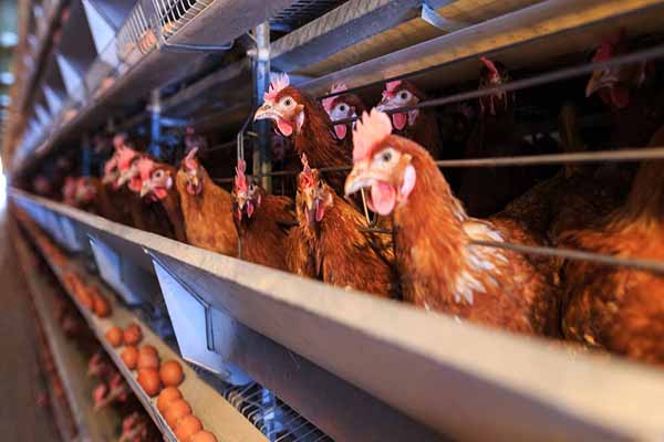 chicken cage for sale in Pakistan