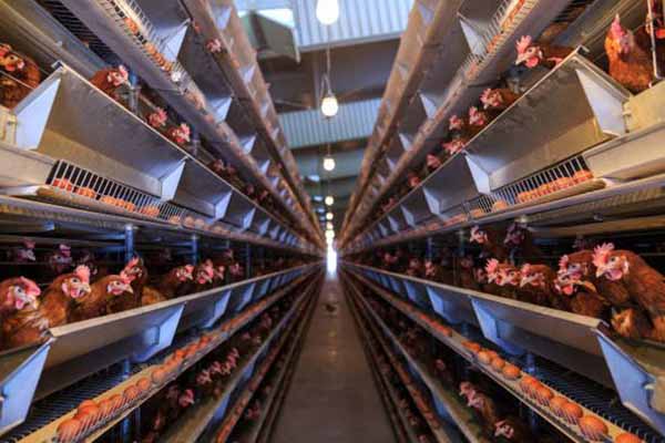automatic-poultry-cage-in-nigeria-to-raising-45000-chickens