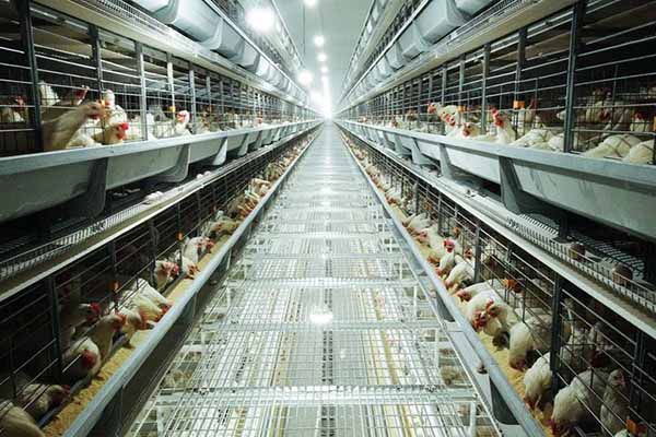Project Of 36000 Chickens In Layer Battery Cage In South Africa