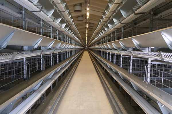 project-of-broiler-cage-price-with-50000-chickens-in-indonesia