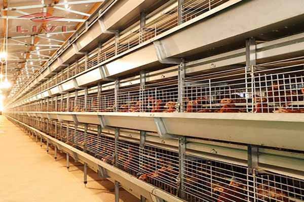 broilers using battery cage system