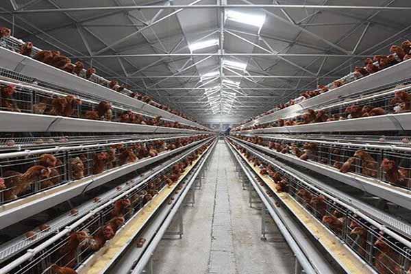 two-types-of-automatic-layer-battery-cages-for-sale