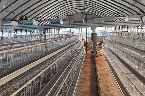 automatic-poultry-equipment-for-sale-in-zambia