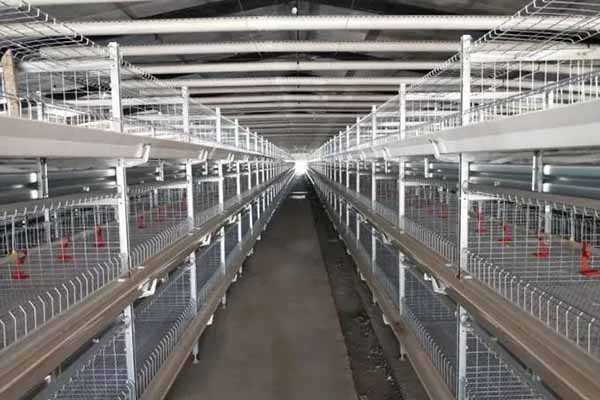 buy-chicken-cages-automatic-poultry-farm-equipment-to-raising-5000-chickens