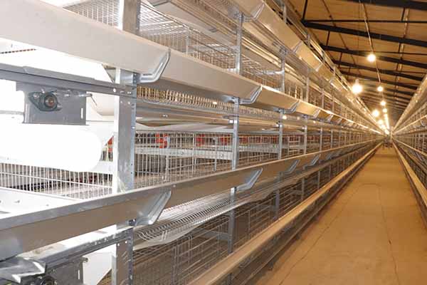 fully-automatic-poultry-cage-system-in-uganda-60000-layers