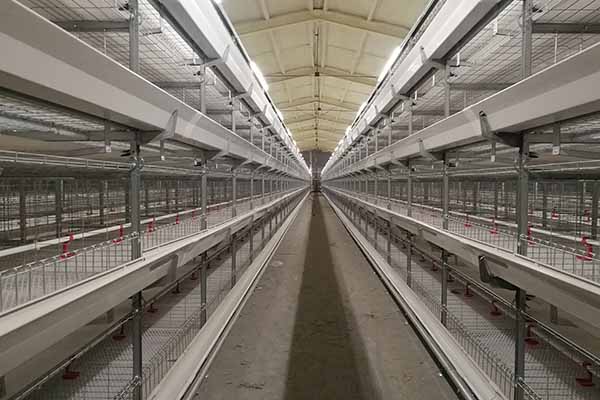 livi-machinery-one-stop-service-of-poultry-farming-business-plan