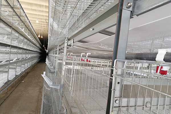 poultry-battery-cage-system-price-in-cameroon-30000-chickens