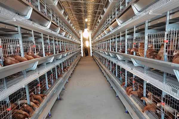 automatic chicken cages for sale in kenya to raising 40000 layers