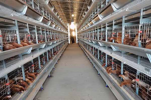 modern-chicken-cages-200000-layers-poultry-farm-for-sale-in-malaysia